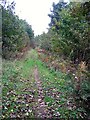 Footpath through Brown