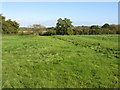 SO9051 : Grassland near Mucknell Farm by Peter Whatley