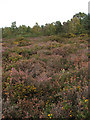 View across the heath