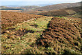 NT9224 : A grass access track through a grouse moor by Walter Baxter