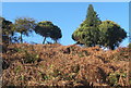 Steep bracken slope and trees