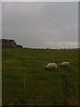 Sheep in a field at Burnhead