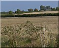 Farmland near Normanton Lodge