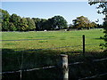 Horses grazing in field off Osterley Lane.