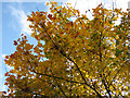 Autumnal sycamore