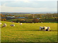 Sheep pasture on Tower Hill