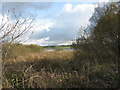 Sedge beds on the northern shores of Llyn Coron