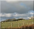 Grazing sheep at Bwlan Farm