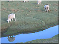 SD4077 : Sheep on the saltmarsh at Grange-over-Sands by Stephen Craven