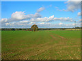 Old Field Boundary near Stretham Farm