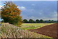 View east from Abberton Road