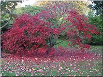 ST1776 : Autumn colour, Bute Park, Cardiff by John Lord