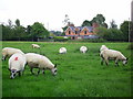 SO3873 : Sheep grazing at Buckton by Liz Clowes