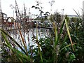 Canalside Plants