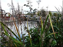 SJ9698 : Canalside Plants by Gerald England
