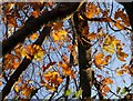 Oak leaves, Southernhay, Exeter