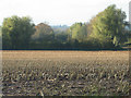 Field of stubble, Nunnington