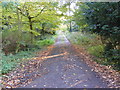 The Lane to St.Michaels Church, Boulge