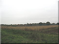 Maize field near Puttenham