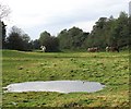 A big puddle