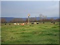 Cattle, Nailsea Moor