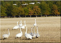 NH8176 : Whooper Swans arriving for breakfast at Balinroich by sylvia duckworth