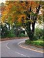 Tree, Marlborough Park South