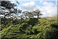 Old Wall Above Oakenclough