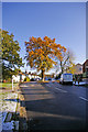 Oak Tree, Lonsdale Drive, Enfield