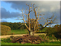 Dead tree in pastures, Winchcombe