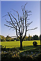 Dead tree in Enfield Grammar School Playing Fields, Enfield