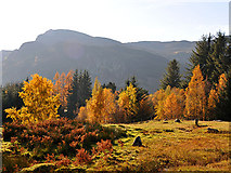 NN7427 : Autumn colour at Invergeldie by Dr Richard Murray