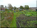 Moor Lane allotments, Clevedon