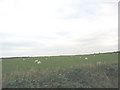 Grazing land opposite Pen-yr-allt