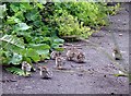 Red-legged partridge chicks