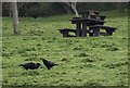 Crows at Shaldon