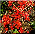 Hedgerow harvest