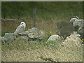 NF8075 : Snowy owl (Bubo scandiacus) by Hugh Venables