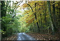 2008 : Beech trees in Bandywell Wood