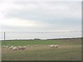 A line of starlings watching sheep gorge themselves on beet at Plas Llangwyfan Farm