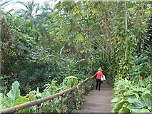 SX0455 : Walkway, inside the tropical biome by Roger Cornfoot