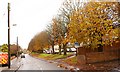 Conker trees along Ruspidge road, Forest of Dean