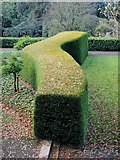 SX9193 : Bendy yew hedge, Reed Hall, Exeter by Derek Harper