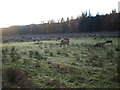 Hinds with Stag beside A82