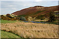 Boggy land by a stream.