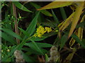 Goldenrod (Solidago gigantea)