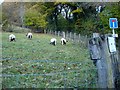 Badger faced sheep at Maesypandy