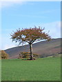 Lone tree near Ffordd Las