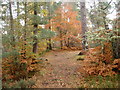 Stratherrick Woods in Autumn