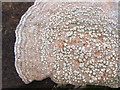NS3679 : A lichen - Ochrolechia parella by Lairich Rig